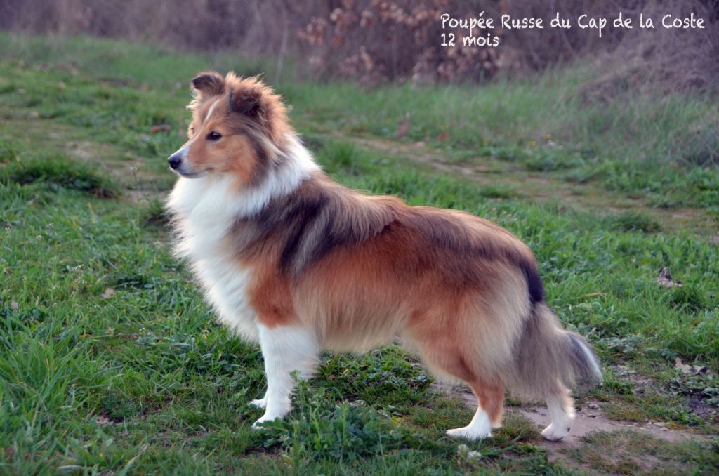 Poupee russe du Cap de la Coste