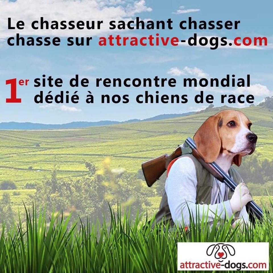 des Terrasses du Larzac - Lancement du site Attractive Dogs